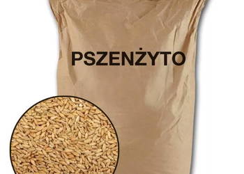Ziarno, zboże, pszenżyto