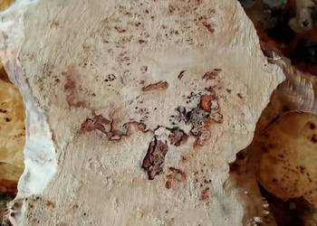 Topola czeczot plaster deska