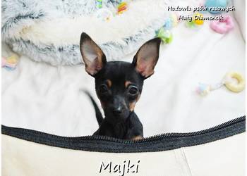 Malutki Piesek MAJKI Pinczer miniaturowy, (Ratlerek / Sarenka) z Rodowodem
