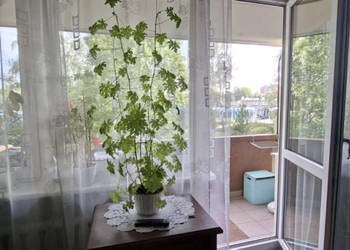 Mieszkanie Kraków Barbary 50m2 2-pokojowe