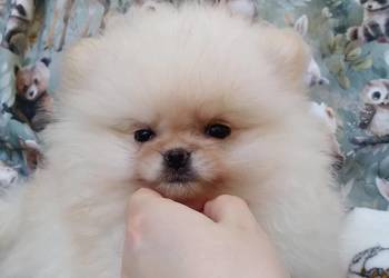 MALEŃKA XS cudowna kremowa sunia w typie MIŚ, pomeranian szpic miniaturowy