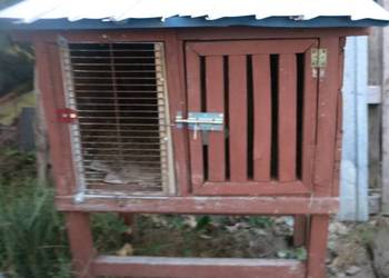 klatka dla królików