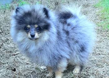 Szpic miniaturowy blue merle tan