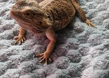 Agama brodata samica 2 letnia