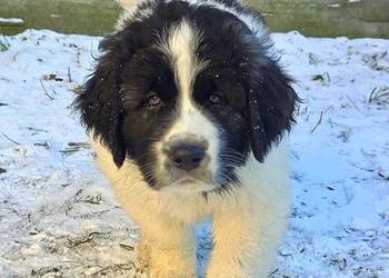 MASTIF PIRENEJSKI ZKWP FCI