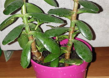 Grubosz, crassula, drzewko szczęścia, 2 sadzonki w doniczce