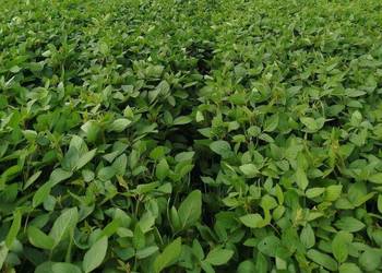 Soja zbiór 2025 czyszczona