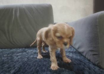 Cavalieki małe szukają domu pełnego miłości Płock