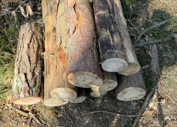 Opał drewno brzoza sosna Wałki