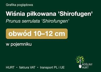 Wiśnia piłkowana 'Shirofugen' obw. 10-12 cm, w pojemniku