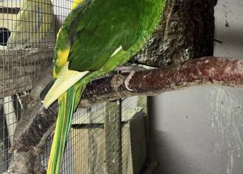 Modrolotka czerwonoczelna