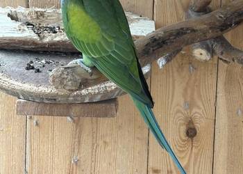 aleksandretty chińskie