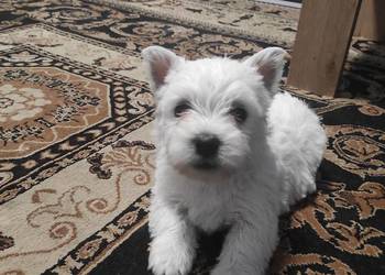 Szczeniaki West Highland White Terrier