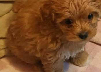 Sprzedam pieska(suczkę) rasy maltipoo-metryka, czip,zaszczepiona