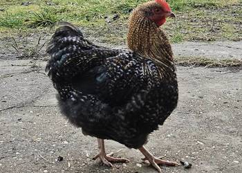 Kogut orpington miniatura miniaturowy