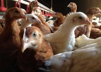 Kury Nioski 7mio tygodniowe - dowozimy!!!