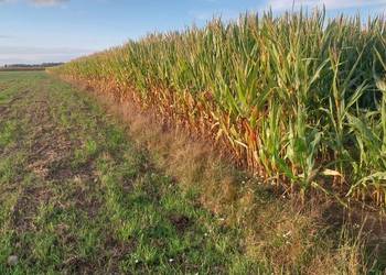 Kukurydza na pniu ziarno / kiszonka 5,5 ha
