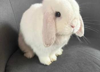 Mini lop wykastrowany legalna hodowla