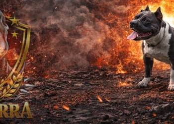 American Staffordshire Terrier Blue Amstaff Szczeniak