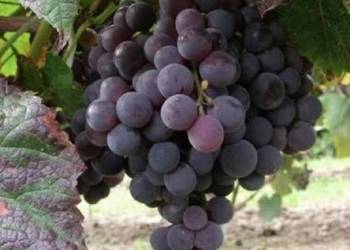 Winogrono bezpestkowe Stella. Sadzonki winorośli. Winogrono bezpestkowe Stella. Sadzonki winorośli.