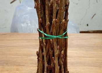 Sprzedam sztobry porzeczki czarnej