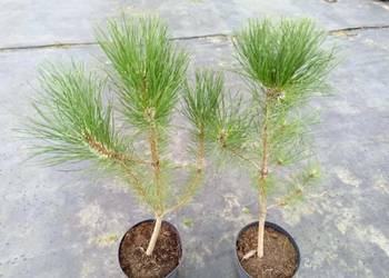 Sosna Czarna Austriacka 50-60 cm 20 zł szt Wrocław