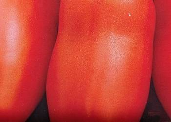 Pomidor,, Kutasik ,, Penis rosyjski sadzonki nasiona