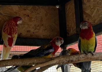 Papugi rozelle Papugi rozelle