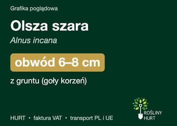 Olsza szara (Alnus incana) obwód 6-8 cm, z gruntu – HURT