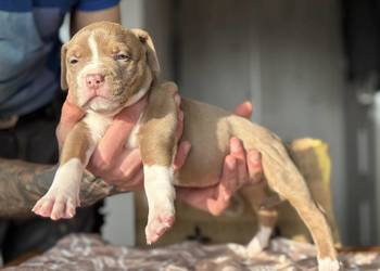 American Bully XL -ABKC-