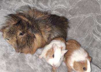 Świnka morska, świnki morskie, kawia domowa.