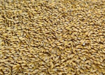 Jęczmień jary Tilmor materiał siewny kwalifikowany zbiór 2025