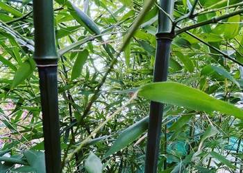 Bambus Phyllostachys Bissetii, Filostachys Bisseta 18l