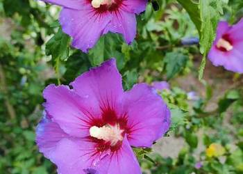Klon katalpa hibiskus morwa modrzew
