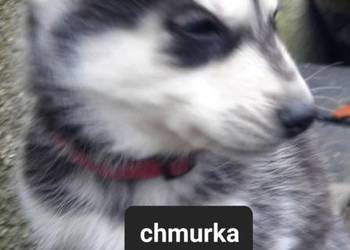 Syberiany husky mlode