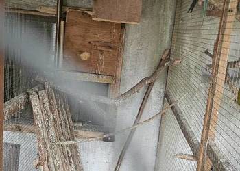 Papugi Aleksandretta obrożna