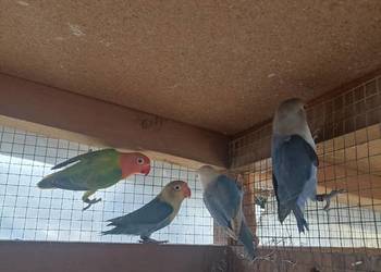 Nierozłączki fischera 2025 Nierozłączki fischera 2025