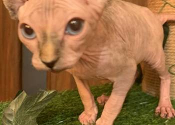 Sfinks Kanadyjski. Rezerwacja kotki.