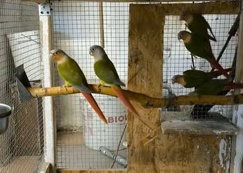 Rudosterki  Zielonolice rózne mutacje młodsze i starsze gotowe do lęgów