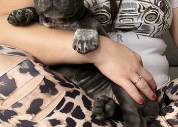 American Bully suczka ABKC
