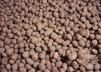 ziemniaki sadzeniaki odmiana Lord