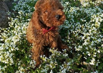 Pudel miniaturowy piesek