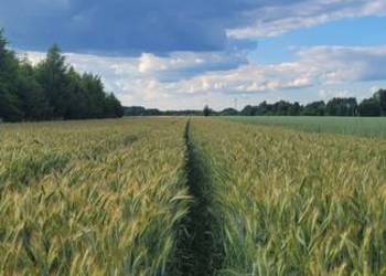 Pszenzyto tadeus, meloman Pszenzyto tadeus, meloman