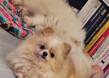 Szpic miniaturowy pomeranian suczka