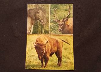 Puszcza białowieska pocztówka tarpan, żubr i jeleń