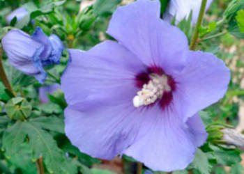 KETMIA SYRYJSKA Hibiscus syriacus NASIONA 600 sztuk - 10g.