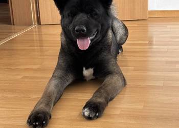 Oddam psa rasy akita amerykańska Wiek 3 lata ,samica
