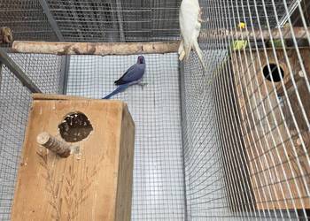 Papugi aleksandretty obrożne oraz rozelle królewskie