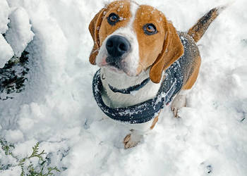 Dorosła suczka rasy beagle