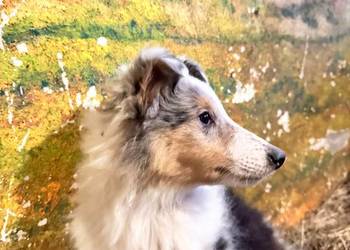 Owczarek szkocki collie dwa oczka niebieskie